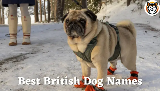 100 Best British Dog Names – Plus Naming Tips