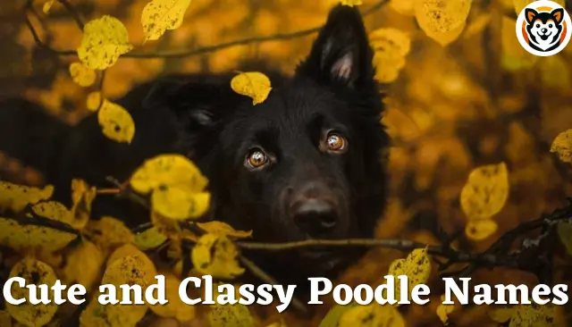 71+ Cute and Classy Poodle Names