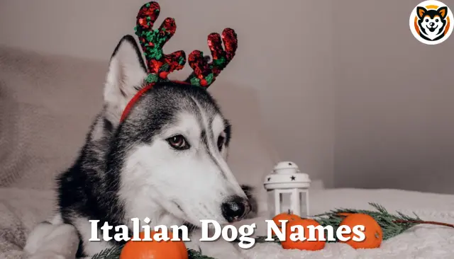 76 Italian Dog Names