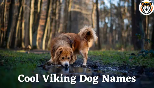 151+ Cool Viking Dog Names