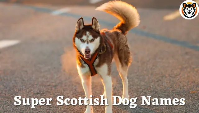 201+ Super Scottish Dog Names