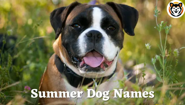 101 Summer Dog Names