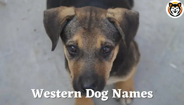 100 Western Dog Names