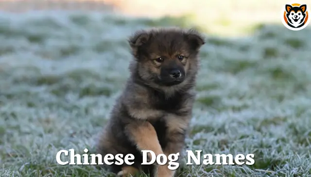 54 Chinese Dog Names